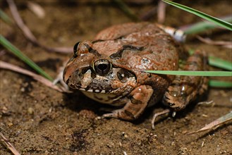 Madagascar Bullfrog