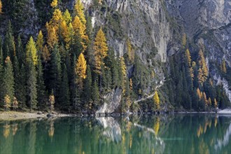 Discolored autumnal larches with reflection in the Lago di Braies or Pragser Wildsee
