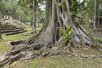 Aboveground roots of giant trees