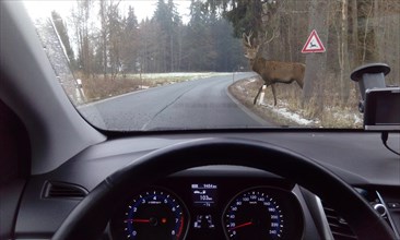 Deer crossing road