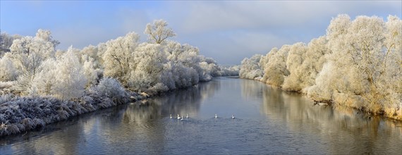 Trees covered in hoar frost along River Eder