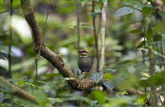 Blue pitta