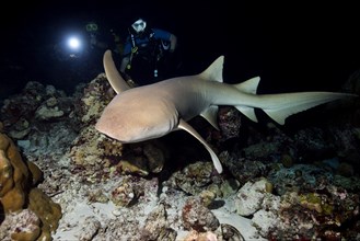 Scuba divers with Tawny nurse shark