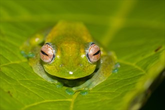 Mantellid frog