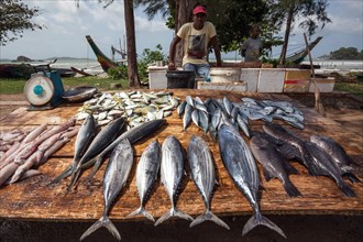 Local Sinhalese man selling fresh fish on roadside