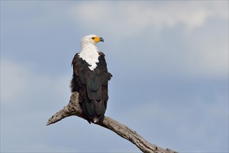 African fish eagle
