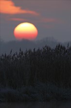 Sunrise over reed-lined shore