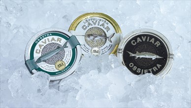 Three cans of caviar on ice