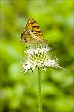 A yellow butterfly is siting on a white flower