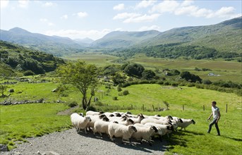 Shepherd with flock of sheep on pasture in hilly mountain scenery