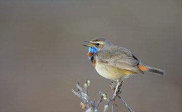 Singing red-spotted bluethroat