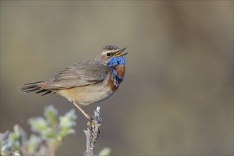 Singing red-spotted Bluethroat