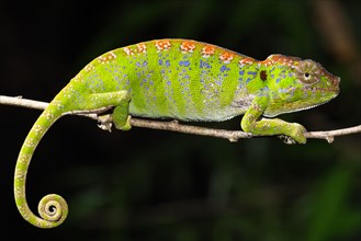 Labord's chameleon