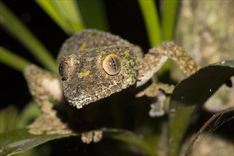 Mossy leaf-tailed gecko
