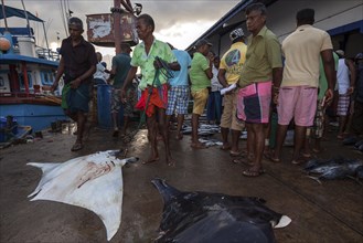 Local fishermen with reef manta ray