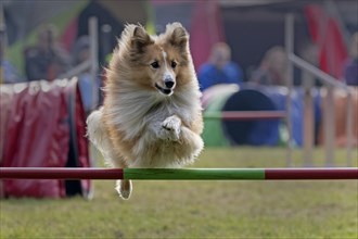 Collie jumping over bar at Agility tournament