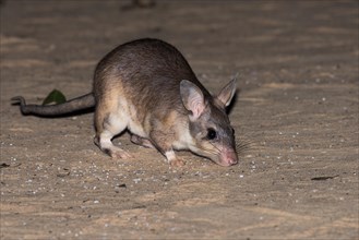 Malagasy giant rat