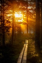 Wooden path through forest