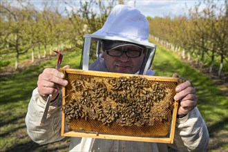 Beekeeper checking on honey bees