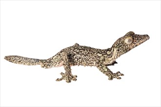 Mossy leaf-tailed gecko