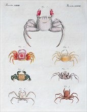 Various crabs