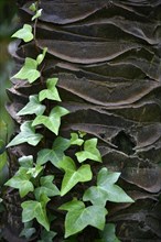 Ivy growing on ivory palm tree trunk