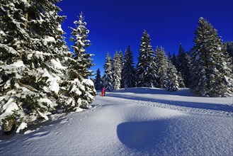 Two hikers walk through snow-covered winter forest