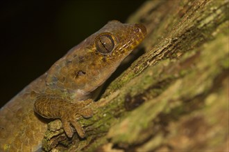 Peters' spotted gecko