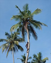 Man climbing up on coconut palm tree