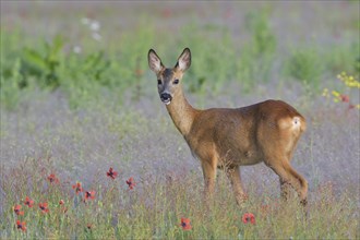 European roe deer