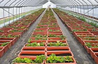 Cultivation of strawberry plants for Hors-Sol cultivation in the foil tunnel
