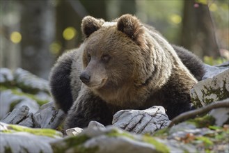 European brown bear or Eurasian Brown Bear