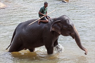 Mahout rides Asian elephant