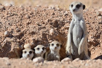 Meerkats