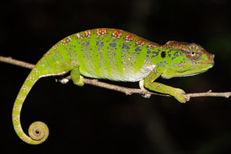Labord's chameleon