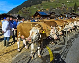 Members of the jury will review Simmental cows at a cattle show