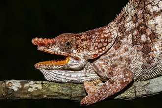 Male open-mouthed short-horned chameleon