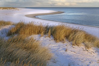 White dune with beach grass