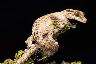 Night active leaf-tailed gecko