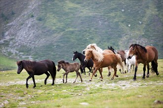 Mixed herd of Icelandic