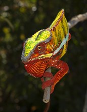 Panther chameleon