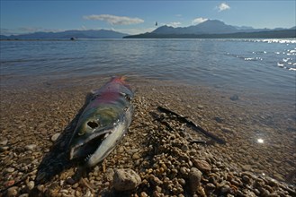 Chum salmon