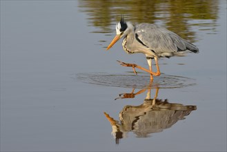 Grey heron
