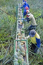 Workers putting pineapples on a conveyor belt