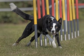 Border Collie runing at the agility tournament through Slalom