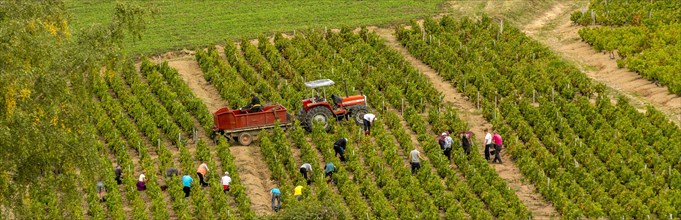 Winegrowing and grape pickers