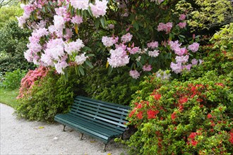 Parkbank under flowering rhododendron and azaleas