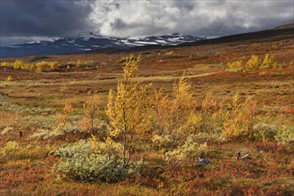 Colourful autumn landscape on the Saltfjellet