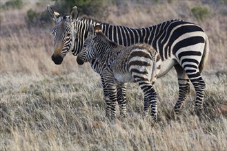Cape mountain zebras