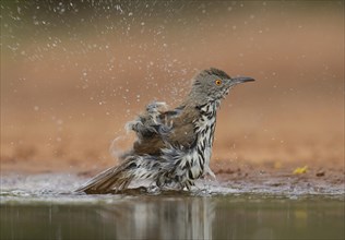 Long-billed Thrasher